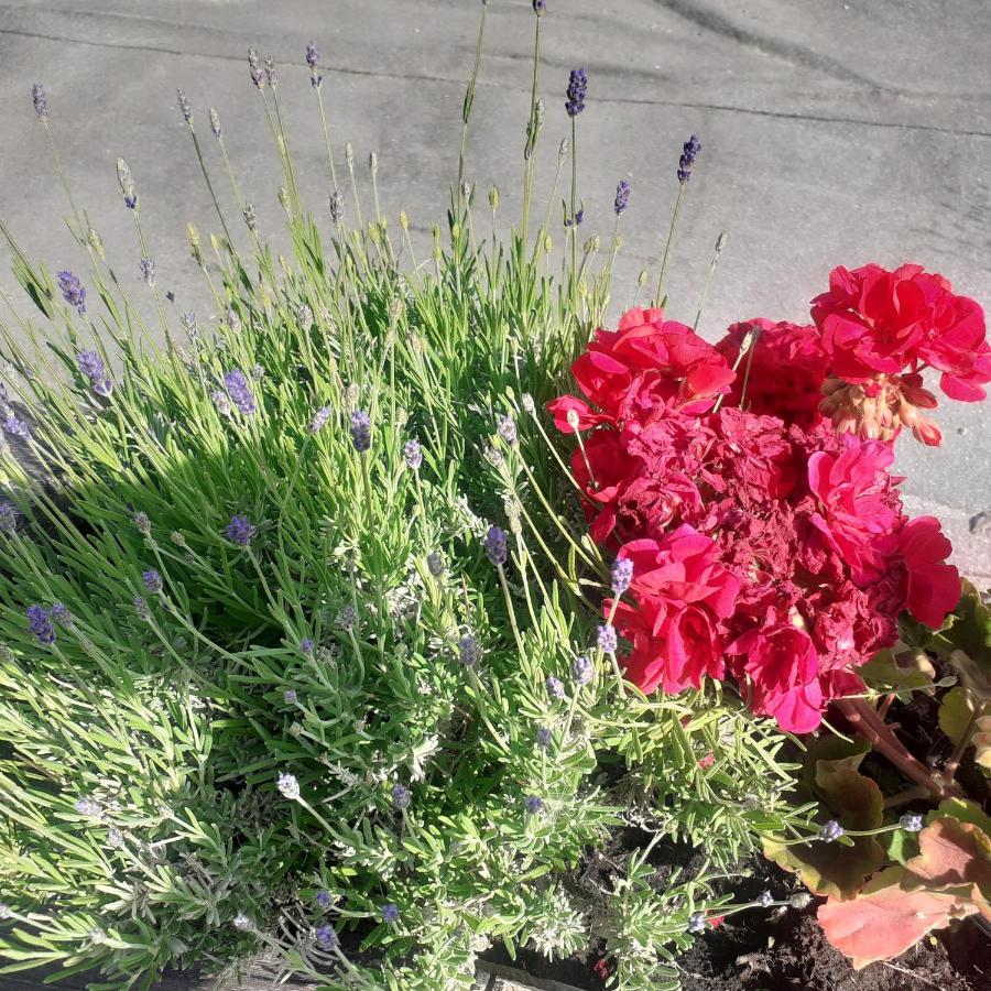 Appartamento Signorile Con Giardino Aoste Extérieur photo